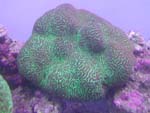Brain Coral Green