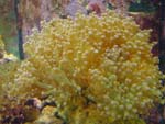 Euphyllia Coral