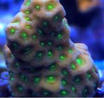 Favites Coral
