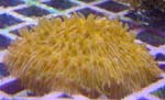 Fungia Yellow Coral