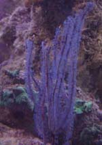 Gorgonia Blue