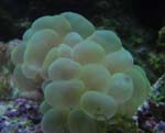 Bubble Coral Green