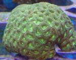 Lobophyllia Green Coral