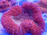 Brain Coral Red